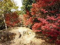 写真：ドウダンツツジの紅葉1