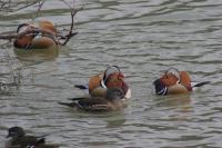 写真：野鳥2