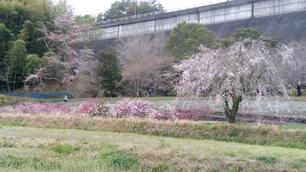 写真：桜ウォーキング（堤体下の桜）