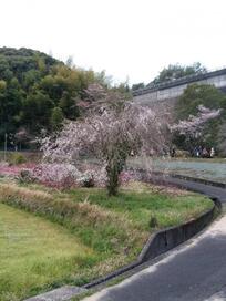 写真：桜ウォーキング（ダム堤体下風景）