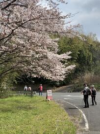 写真：桜ウォーキング（道中の桜）