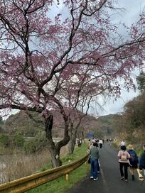 写真：桜ウォーキング（湖畔のしだれ桜）