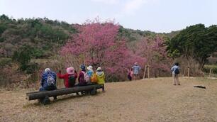 写真：桜ウォーキング（湖畔の緋寒桜）