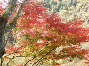 写真：紅葉の様子1