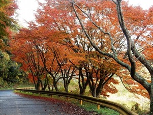 写真：紅葉の様子2