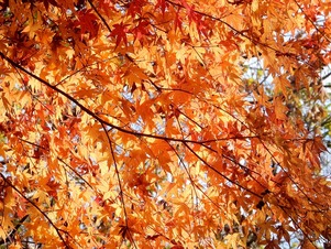 写真：紅葉の様子3