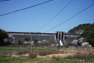 今富ダムの手前に桜が咲いている写真1