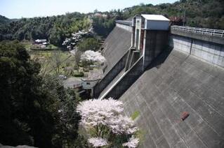 今富ダムの堤体付近に桜が咲いている写真