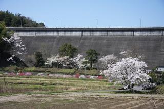 今富ダムの手前に桜が咲いている写真2