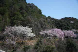 山に桜が咲いている写真