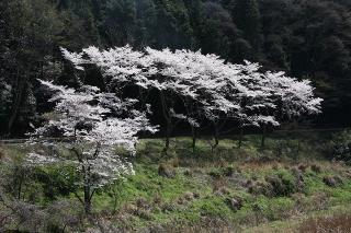 道路周辺に桜が咲いている写真1