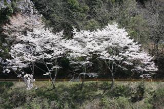 道路周辺に桜が咲いている写真2