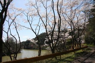 道路周辺に桜が咲いている写真3