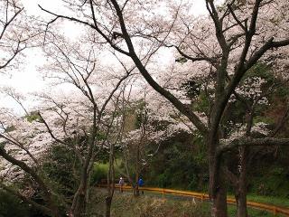 道路周辺に桜が咲いている写真4