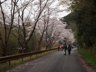 道路周辺に桜が咲いている写真。道路には数人の人が散歩をしています。