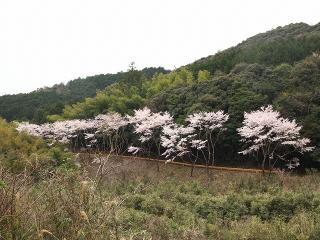 道路周辺に桜が咲いている写真5