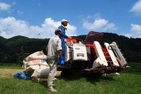 写真：稲刈り