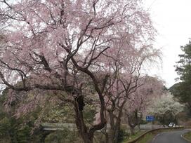 写真：今富ダム湖畔の桜