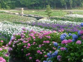 写真：ときわ公園内のしょうぶ苑