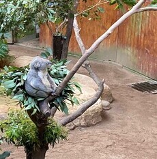 コアラ