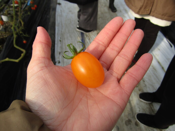 オレンジ色のミニトマト。同じ品種でも色によってそれぞれ味に違いがあります。