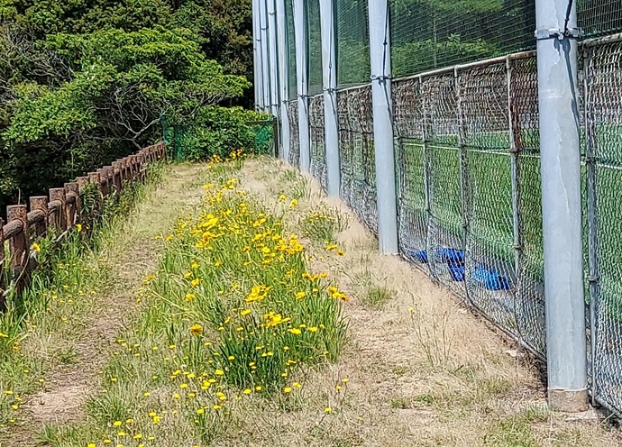 駆除前の状況