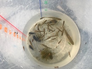 写真：沢波川に生息する魚たち