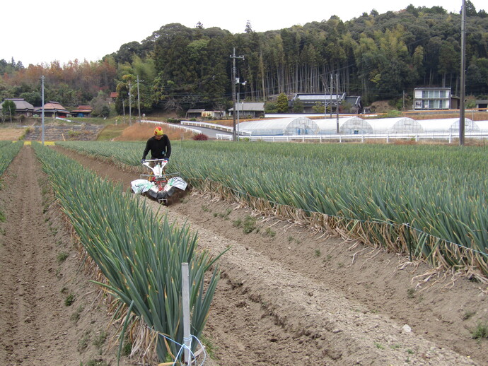 「土寄せ」という作業をしているところです。