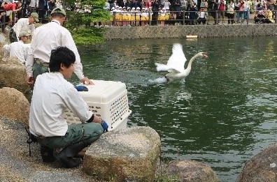 白鳥放鳥の様子の写真