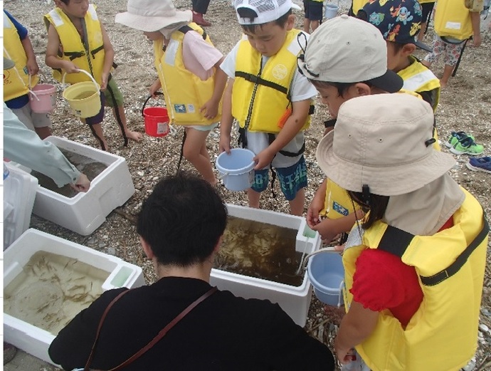 園児による稚エビ放流1