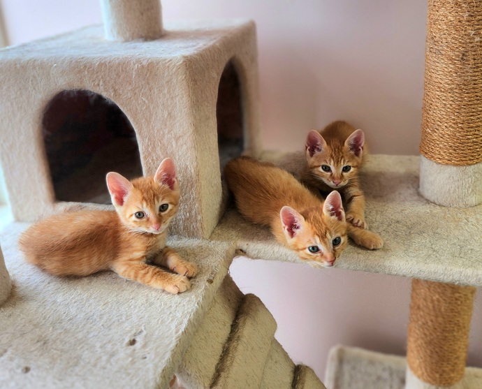 「動物と共生するまちづくりプロジェクト」イメージ