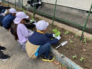 見初小緑のカーテン1_職員室前