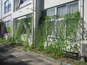鵜の島ふれあいセンター緑のカーテン1