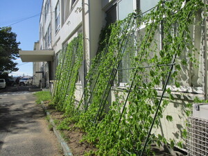 鵜の島ふれあいセンタ緑のカーテン2