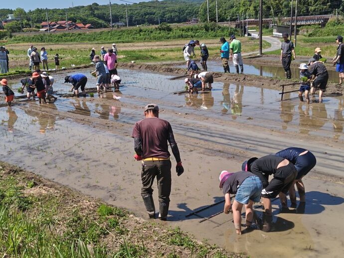 田植え体験