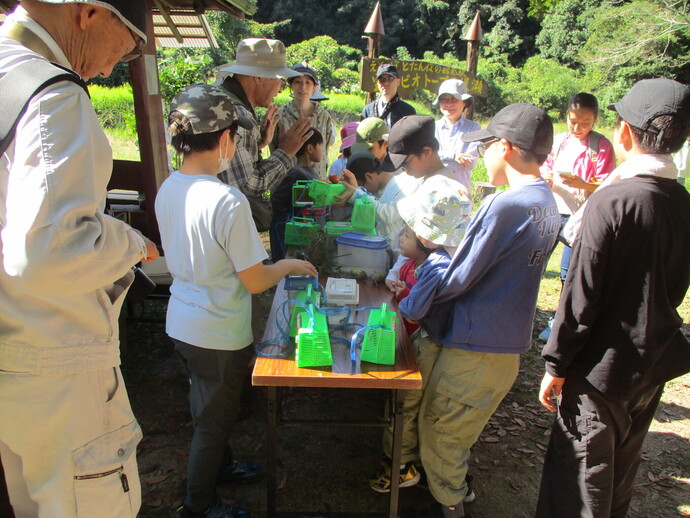 昆虫観察の写真