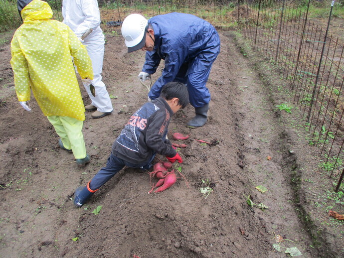 芋堀りの写真