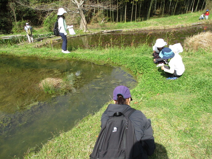 野草観察