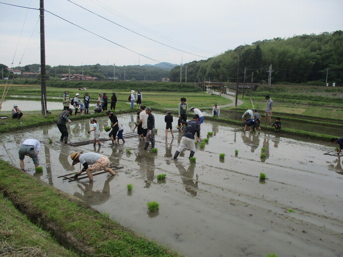 田植え