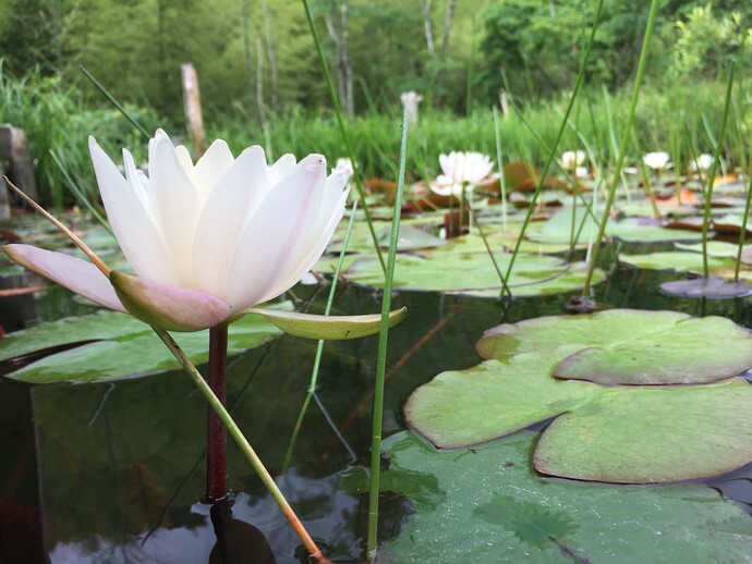夏の水生植物の写真