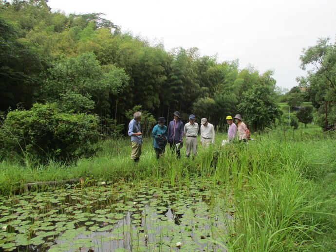 夏の水生植物観察会の様子の写真