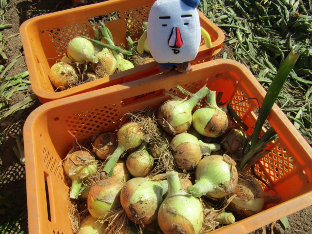 玉ねぎの写真