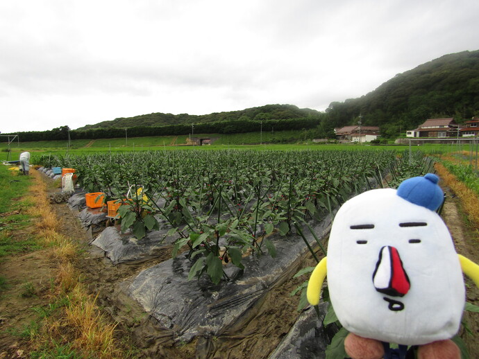 万倉なすの写真