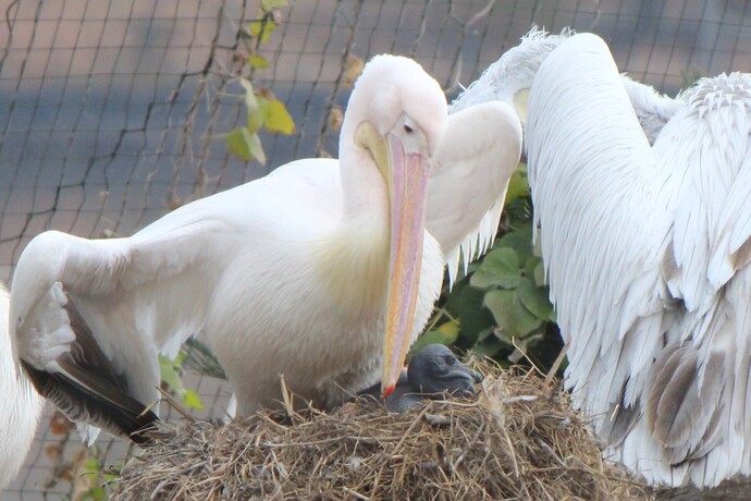 マイちゃん♀・雛