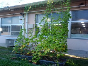 見初小緑のカーテン職員室前