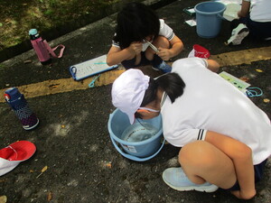 吉部小水生生物を観察する児童