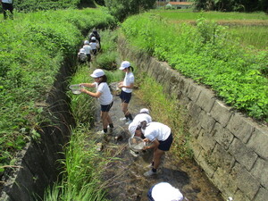 吉部小埴生川 水生生物を採取する児童たち