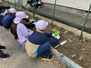 藤山小苗の植え付け
