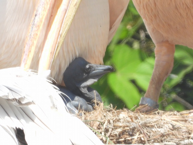 ペリカンのひな
